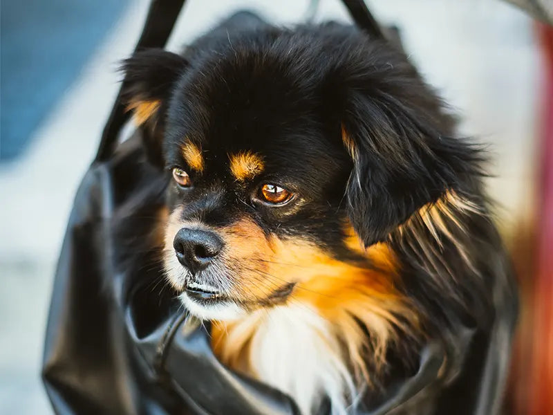 is-temporary-hair-color-spray-safe-for-dogs